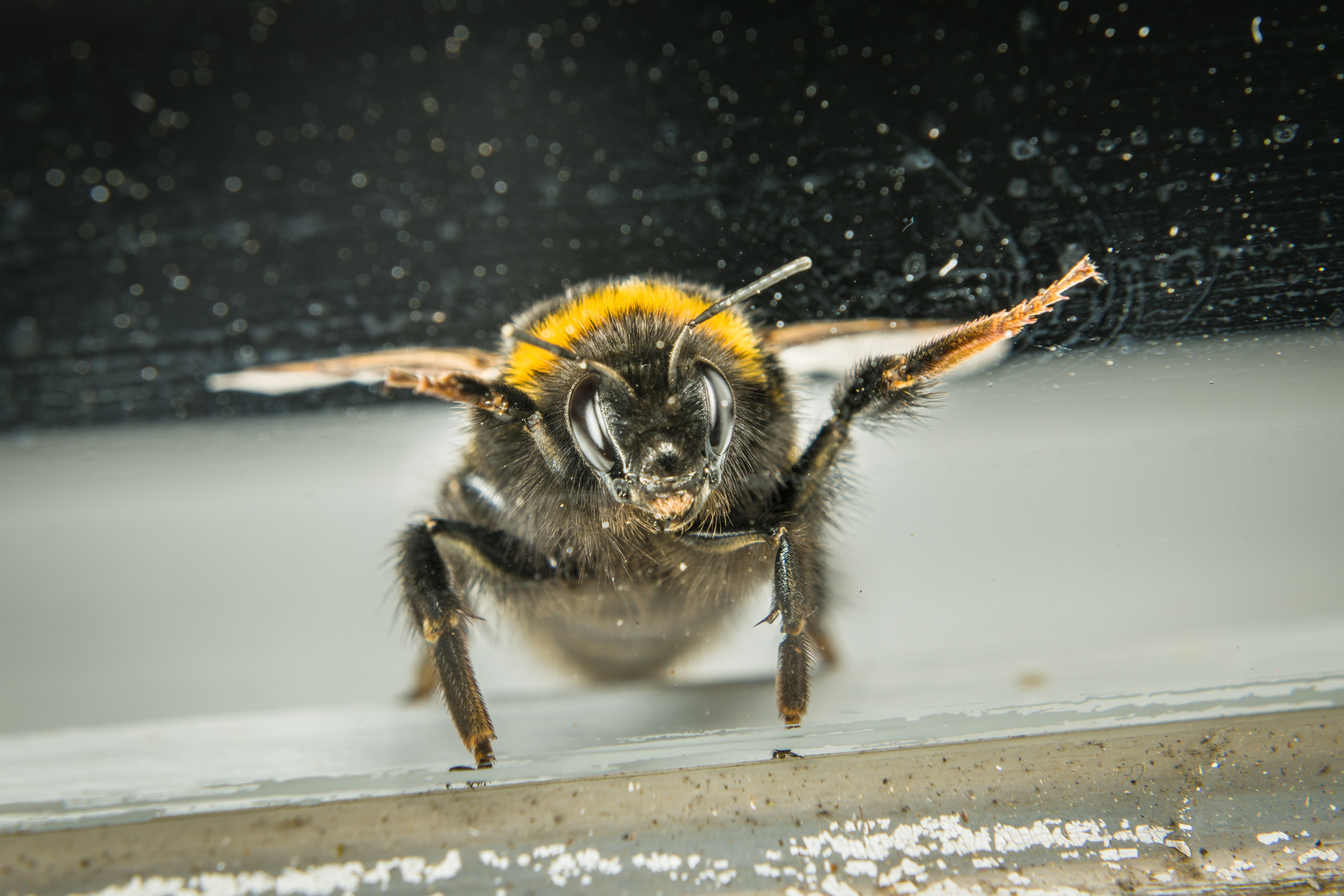Glasreinigung im Frühling – Wie entferne ich Pollen, Bienen- und Fliegendreck?